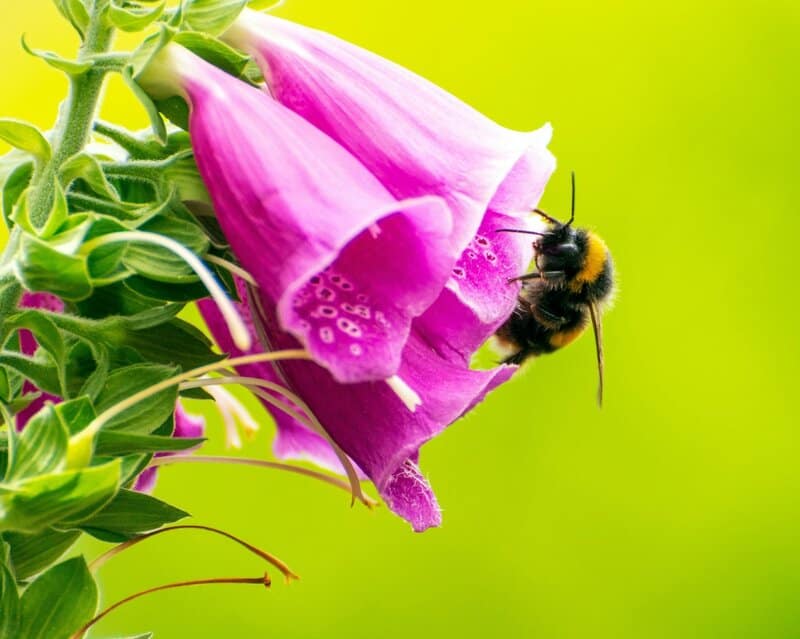 North America&#8217;s Most Lethal Plant: How This Ordinary-Looking Species Can Kill — And 10 More Dangerous Plants to Avoid