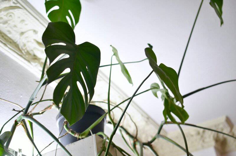 Popular Houseplants That Are Surprisingly Toxic to Pets and Children