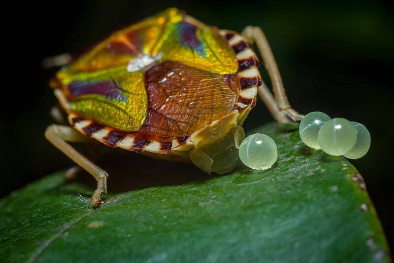 The Amazing World of Insects: 33 Shocking Truths About the World&#8217;s Most Abundant Animals