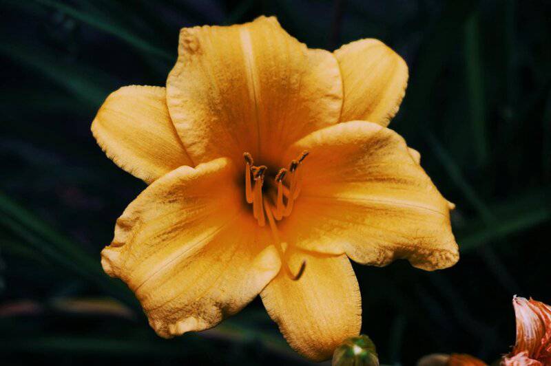 26 Plants That See Colors Humans Can&#8217;t Even Imagine