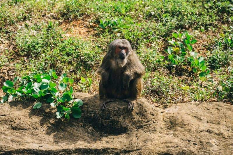 15 Animal Behaviors That Are Surprisingly Scientific