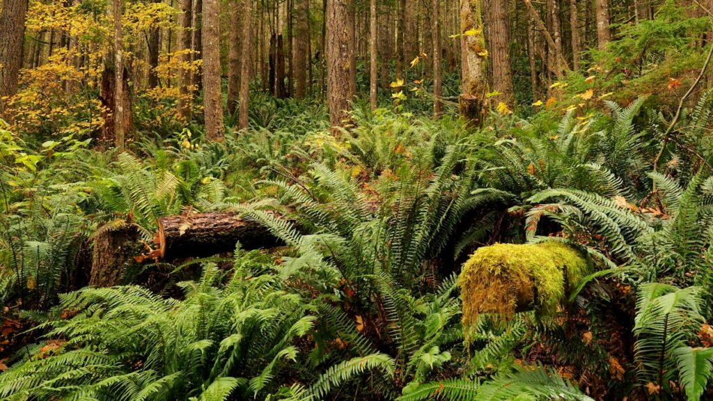 5 Surprising Ways Plants Taste Their World (Plus 22 Species That Do It Best)