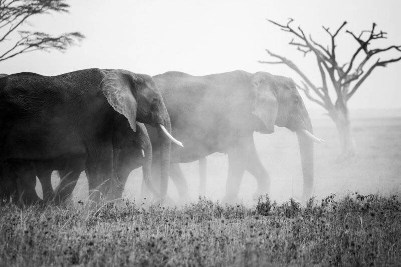 The Elephant Graveyards Are Real—And Scientists Finally Know Why They Exist