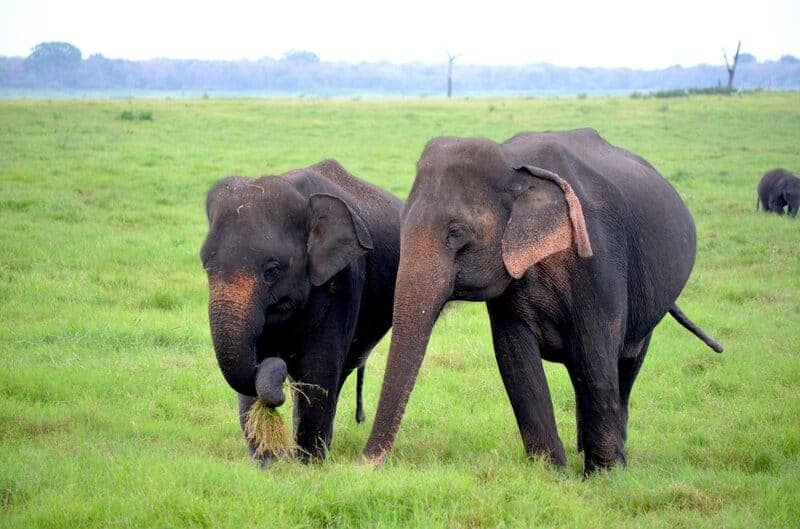 11 Wild Animals With Surprisingly Human-Like Communication Skills