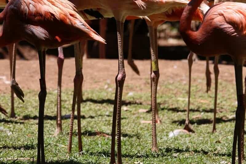 20 Animal Facts That Sound Fake—But Are Totally True