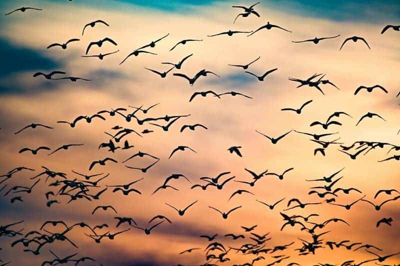 I Followed Migrating Birds for 3 Years: 24 Mind-Blowing Navigation Secrets They Use