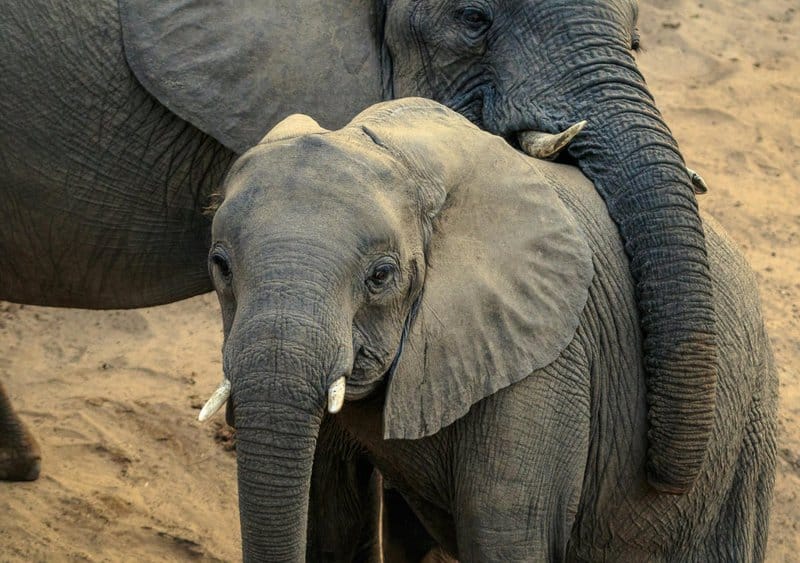 The Elephant Graveyards Are Real—And Scientists Finally Know Why They Exist