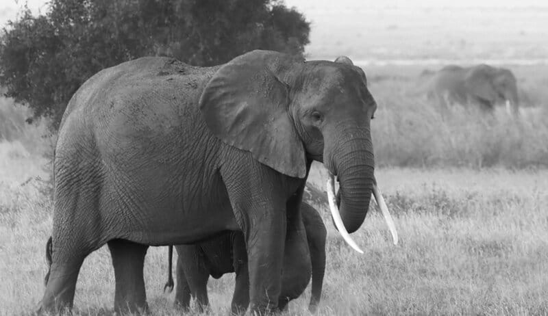 25 Animals That Could Easily Take Over the World (If They Wanted To)