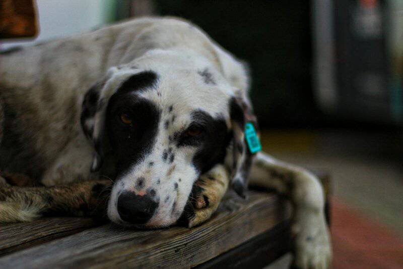 Dog Owners Say Their Bond with Their Pet is More Satisfying Than with Their Partner