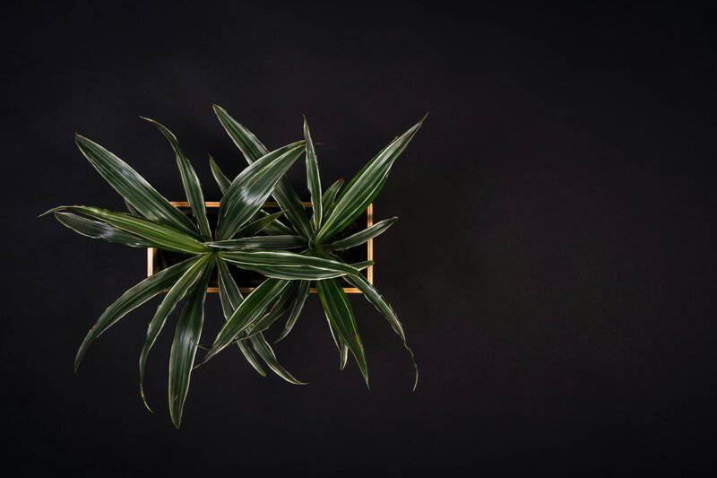 Popular Houseplants That Are Surprisingly Toxic to Pets and Children