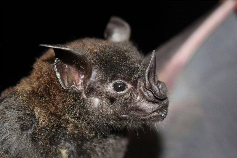 15 Animal Behaviors That Are Surprisingly Scientific