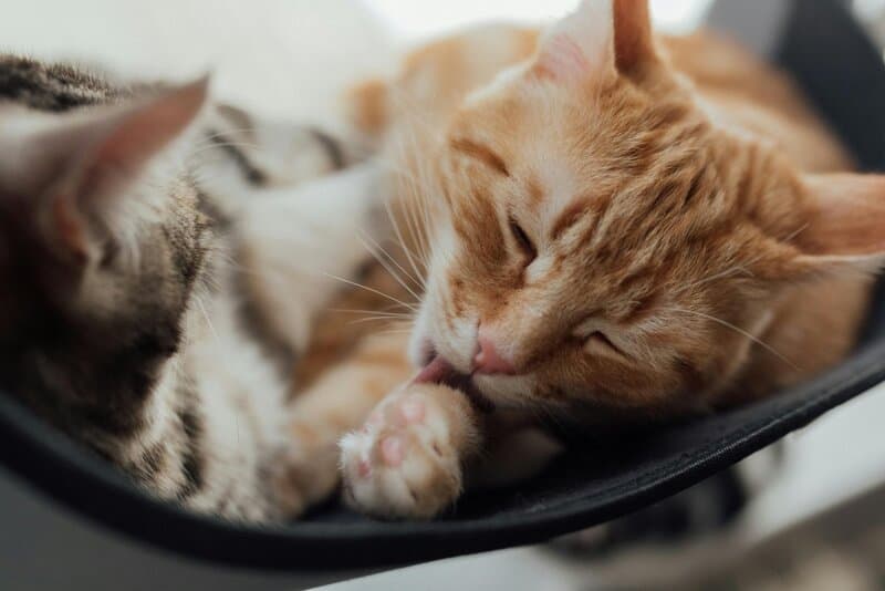The Cat Owner&#8217;s Dilemma: 25 &#8220;Normal&#8221; Behaviors That Actually Signal Problems