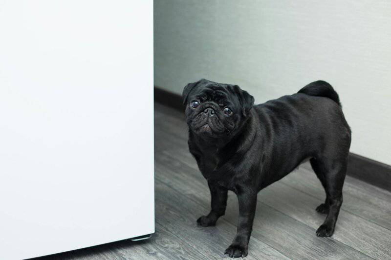 11 Low-Maintenance Dog Breeds of All Sizes for First Time Pet Parents