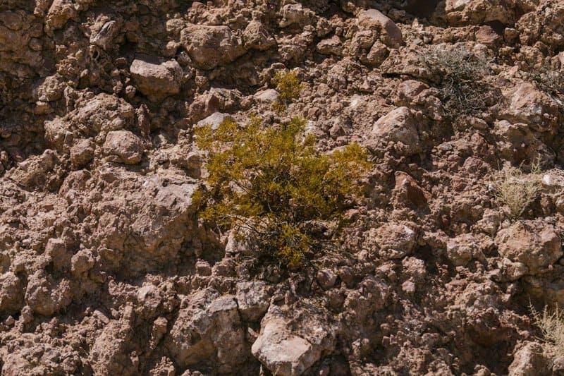 Ancient Plant DNA Unlocks Secrets of Earth&#8217;s Past Climate Changes