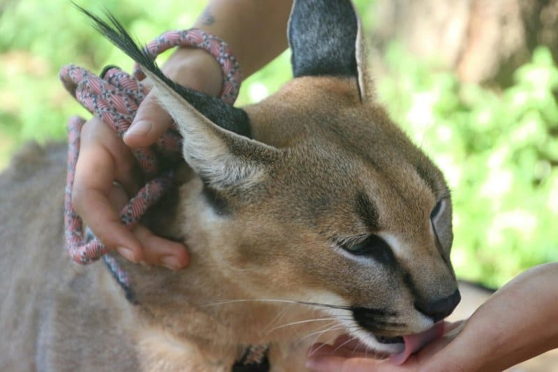 These Wild Animals Look Adorable Until They Turn on Their Owners (And It Always Happens)