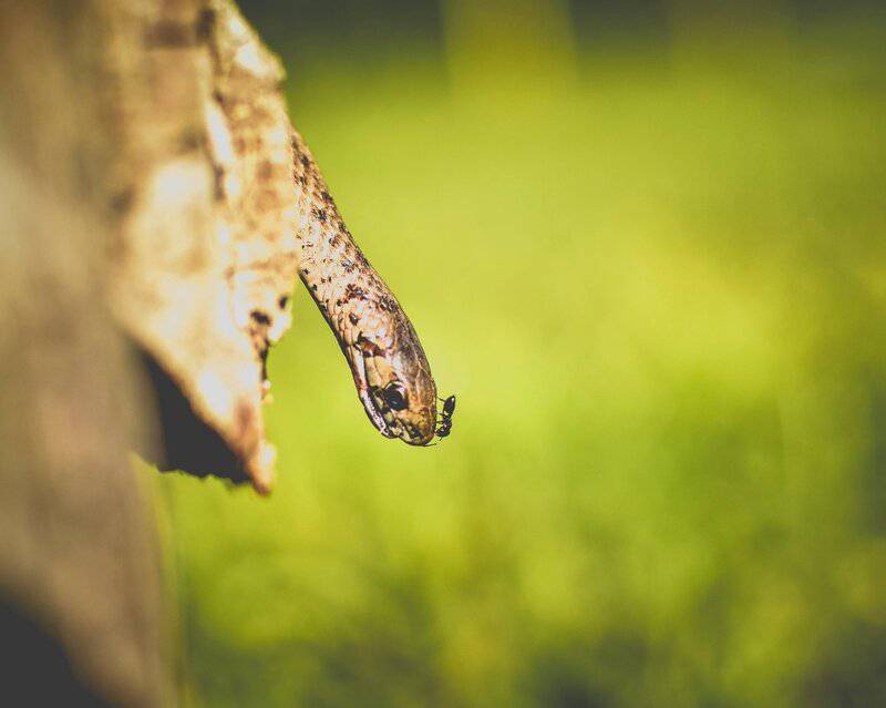 The Most Venomous Animals in the World