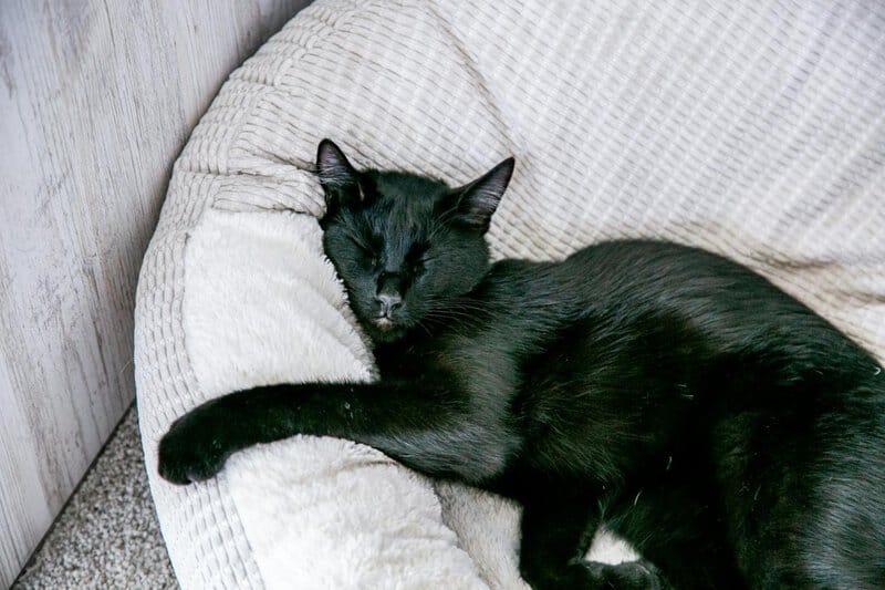 34 Animals That Sleep in the Weirdest Ways