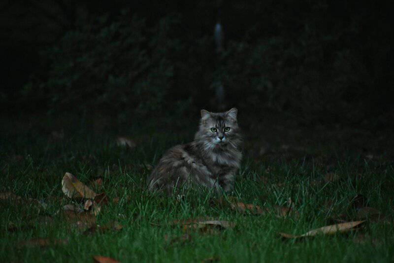 These Popular Cat Myths Are So Wrong, It&#8217;s Actually Dangerous for Your Pet