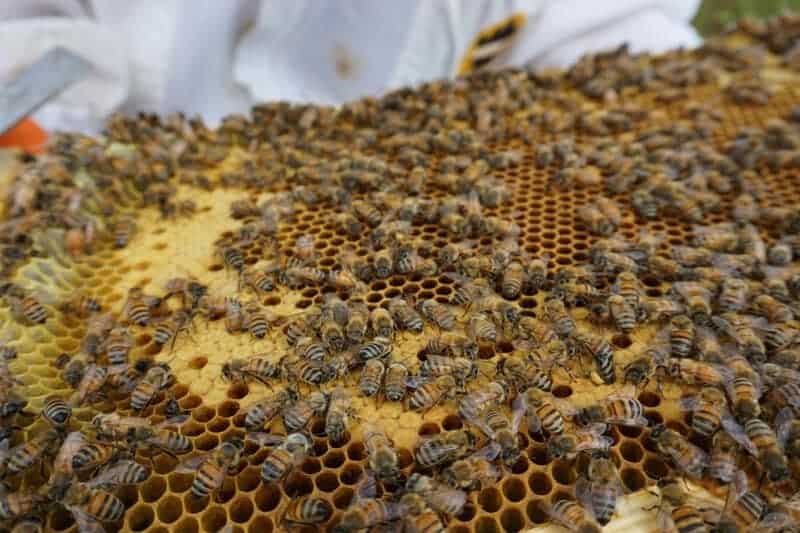 29 Species That Are Thriving Because of Human Activity (Not All News Is Bad)