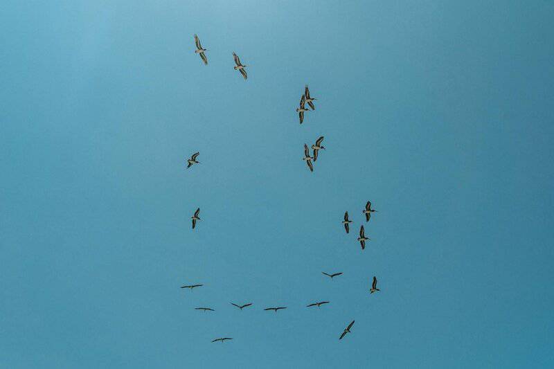 I Followed Migrating Birds for 3 Years: 24 Mind-Blowing Navigation Secrets They Use