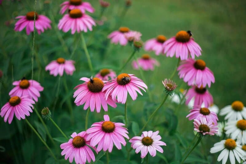 30 Highly Useful Plants To Add To Your Garden