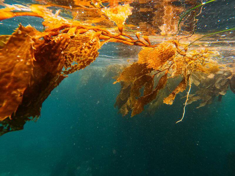 15 Ways Scientists Are Tackling the Climate Crisis Right Now