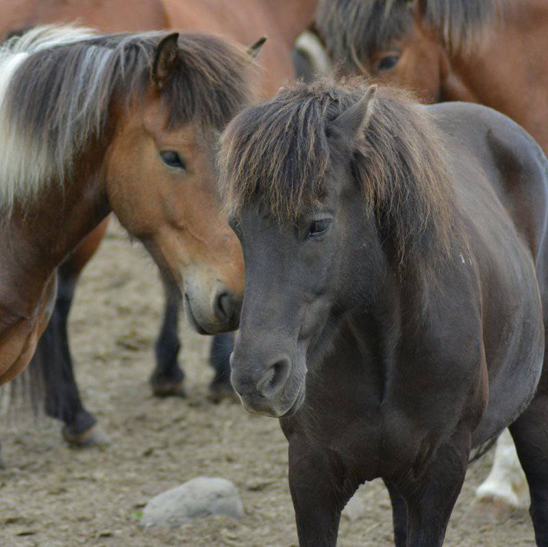 24 Animals With Memory Abilities That Rival the Best Minds