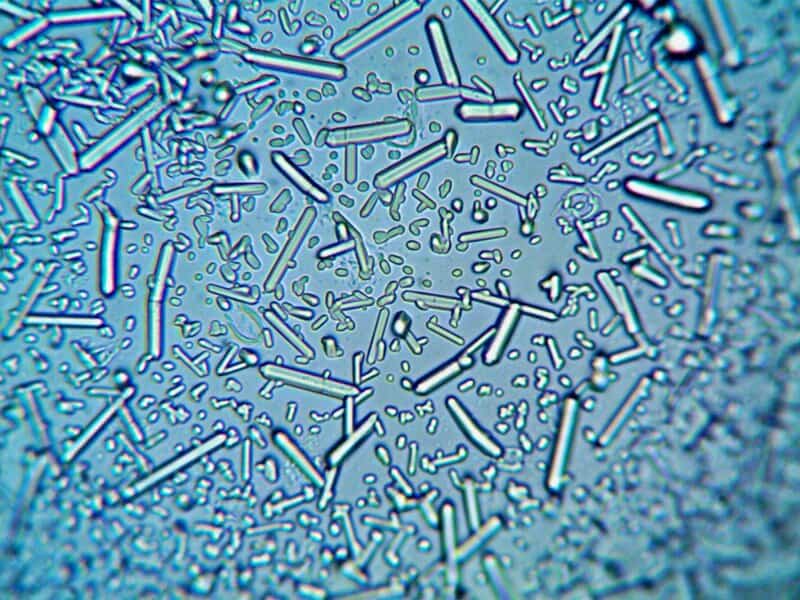 NASA Made a World-Shaking Discovery: Compelling Evidence of Past Life on Mars