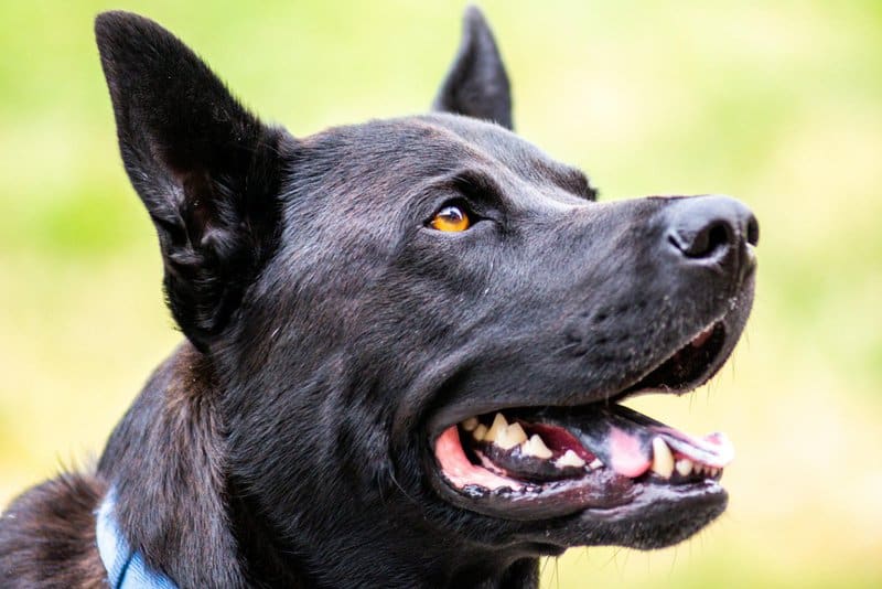 Is Your Dog Trying to Tell You Something? 32 Behaviors and What They Really Mean