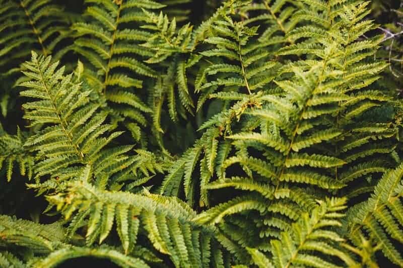 20 Creatures That Survived Mass Extinctions — And How They Did It