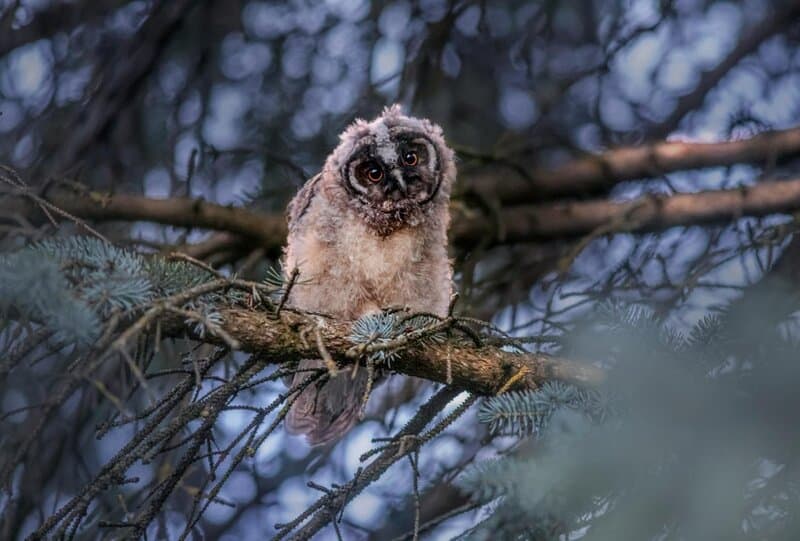 31 Animals That Are Masters of Deception and Lies