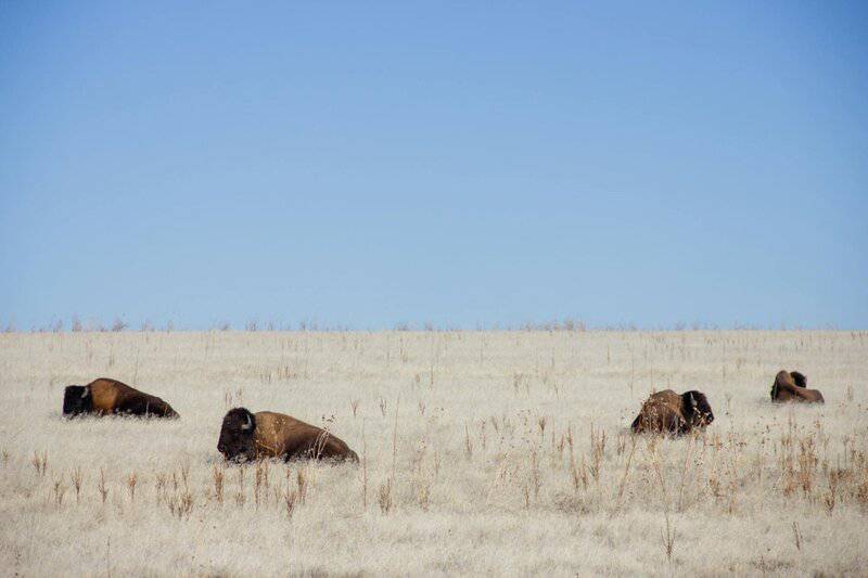 30 Species That Have Dramatically Changed in Just the Last 50 Years