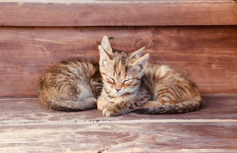 Animal Intelligence Will Blow Your Mind — 34 Incredible Facts About How Smart Pets Really Are