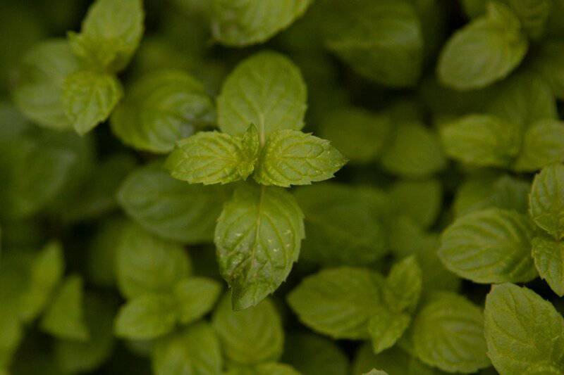 28 Houseplants You Can Grow from Cuttings