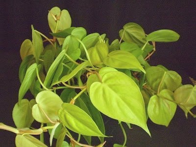 24 Houseplants That Actually Clean Your Air (Most Don&#8217;t Do Anything)