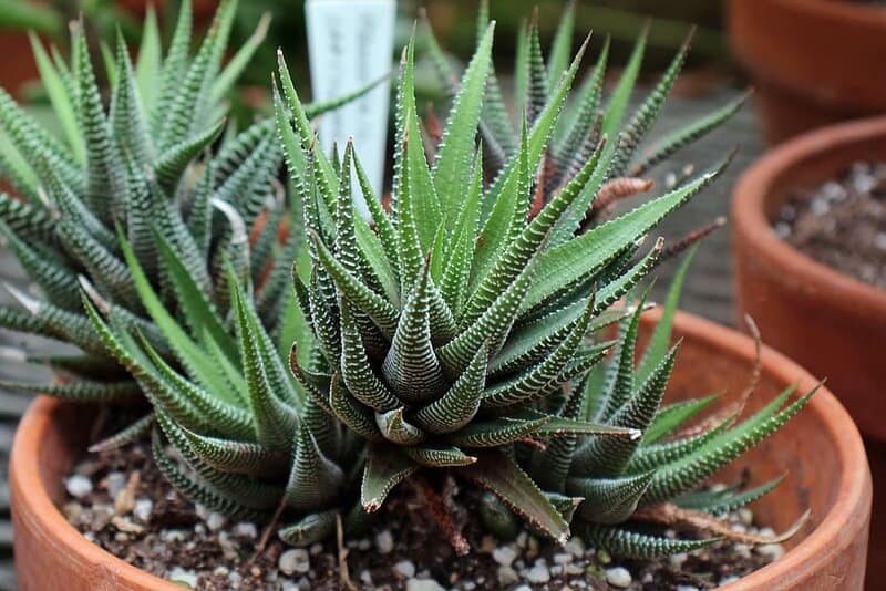 28 Houseplants You Can Grow from Cuttings