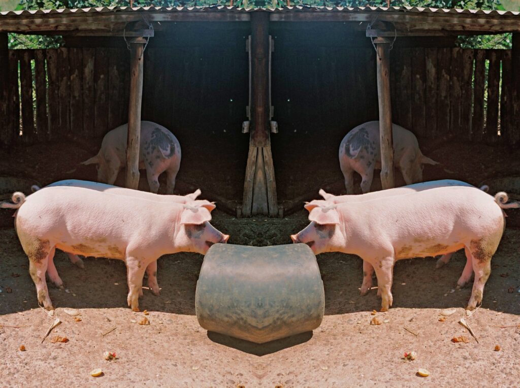 Animal Intelligence Will Blow Your Mind — 34 Incredible Facts About How Smart Pets Really Are