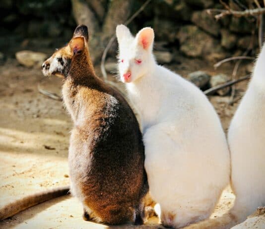 25 Exotic Pets So Weird, Your Dog Will Look Boring in Comparison