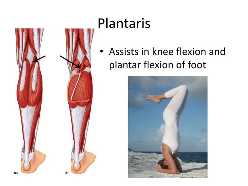 Evolution&#8217;s Biggest Mistakes: 24 Body Parts That Prove We&#8217;re Still Works in Progress