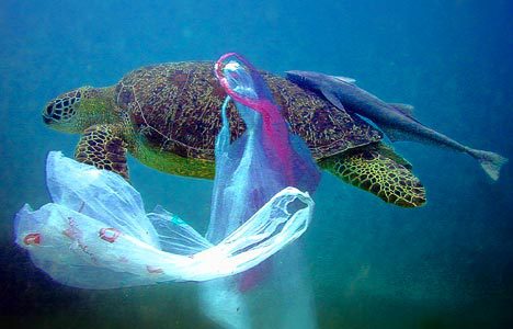I&#8217;m a Marine Biologist—Here Are 28 Shocking Things I&#8217;ve Found in Ocean Plastic