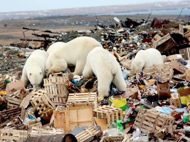 23 Devastating Changes I Witnessed During 6 Months in the Arctic
