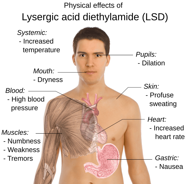 Scientists Finally Found the Psychedelic Source of LSD