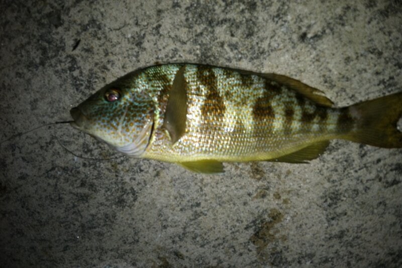 28 Animals That Switch Genders When Life Demands It