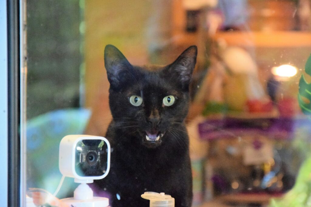 The Ultimate Guide to Pet Safety: Must-Have Gadgets for Modern Dog Owners