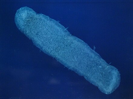 27 Creatures That Glow in the Dark (And Why They Do It)