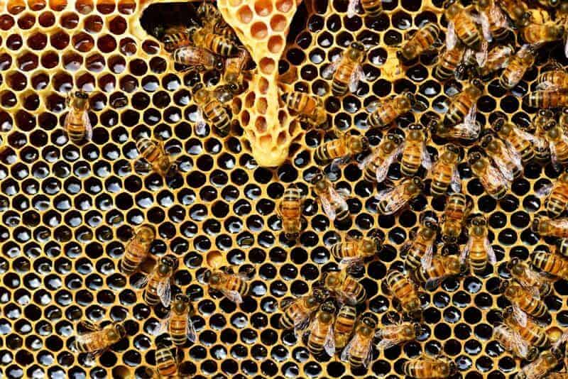 Why Honeybees Vote on Where to Build Their New Home (And It&#8217;s More Democratic Than Human Elections)