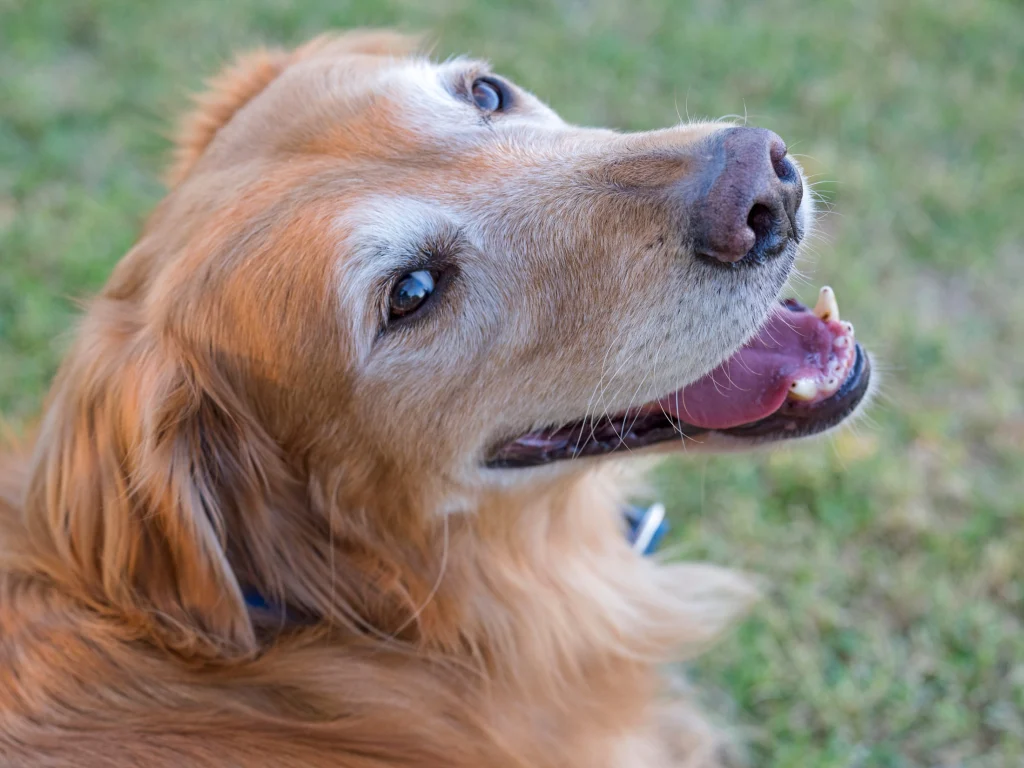 Animal Intelligence Will Blow Your Mind — 34 Incredible Facts About How Smart Pets Really Are