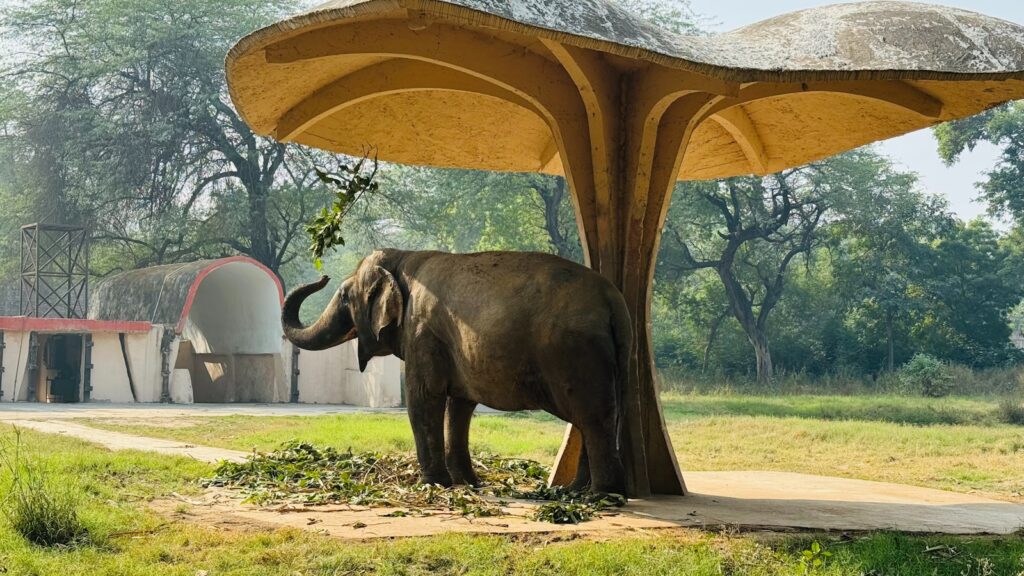 The Elephant Graveyards Are Real—And Scientists Finally Know Why They Exist