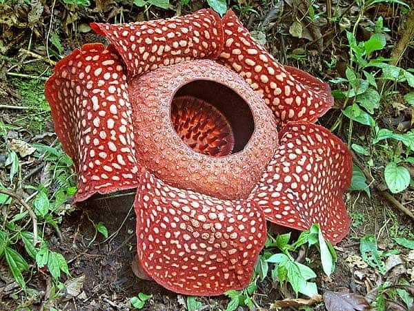 25 of The Rarest Flowers That Only Bloom Once Every Few Years