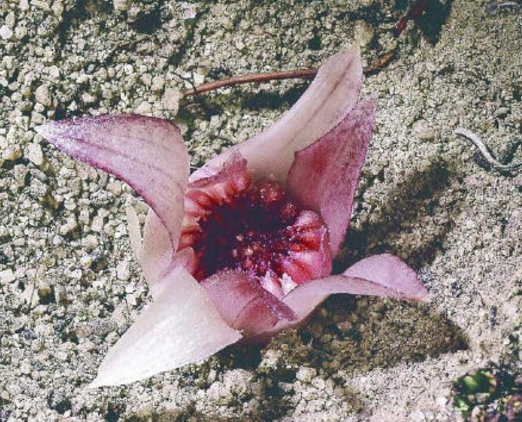 25 of The Rarest Flowers That Only Bloom Once Every Few Years